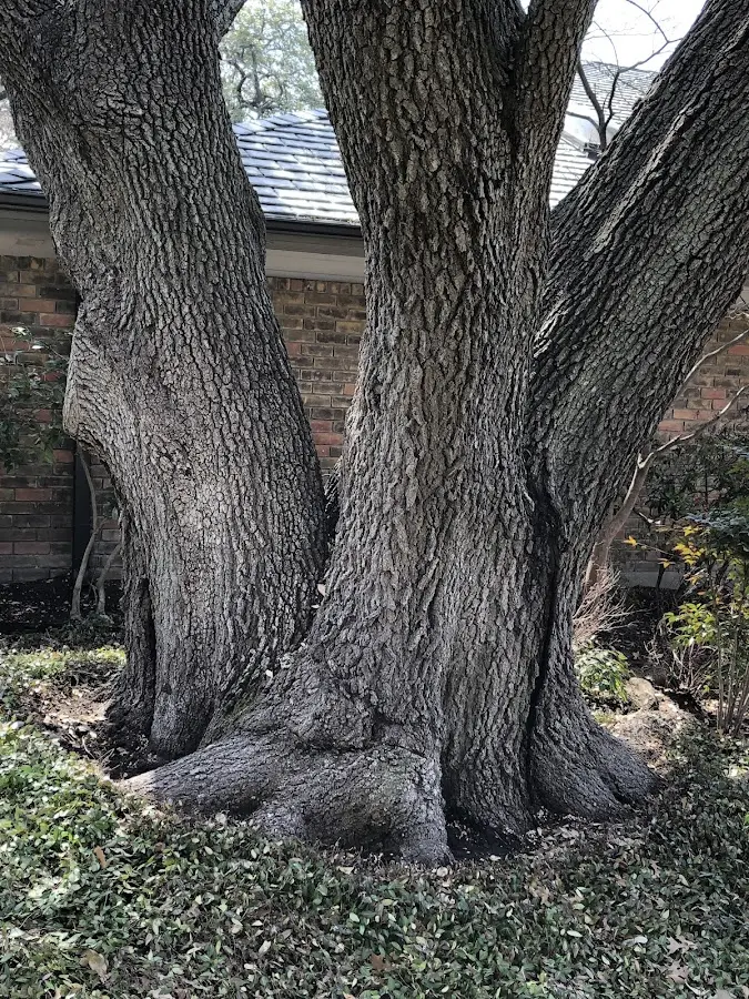 Mature heritage tree close to a Holland property cared for by certified arborists